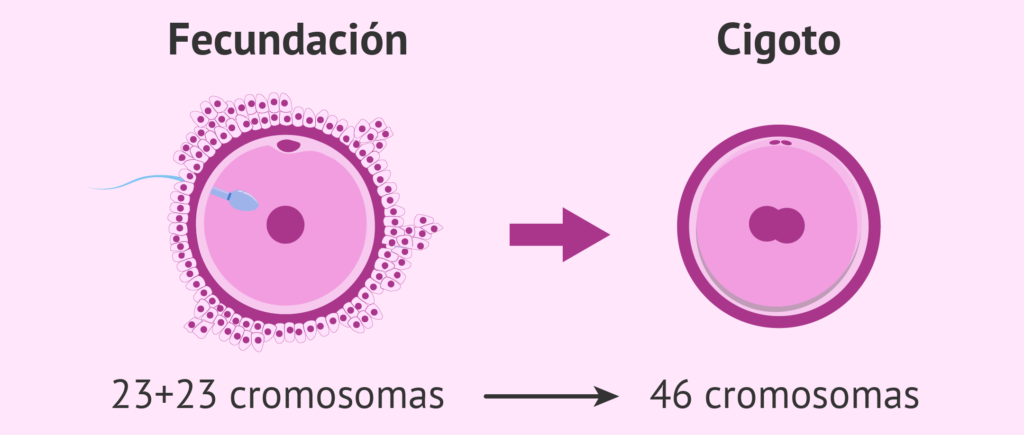 el fascinante proceso de formacion del cigoto un viaje al origen de la vida