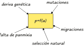 la ley de hardy weinberg explicacion clara de esta ley fundamental