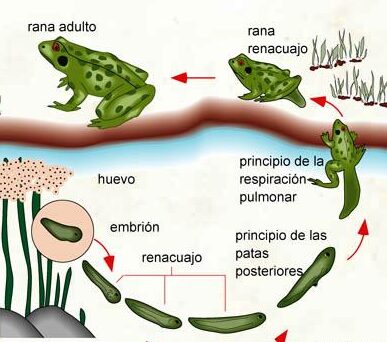 la metamorfosis de la rana descubre el proceso paso a paso