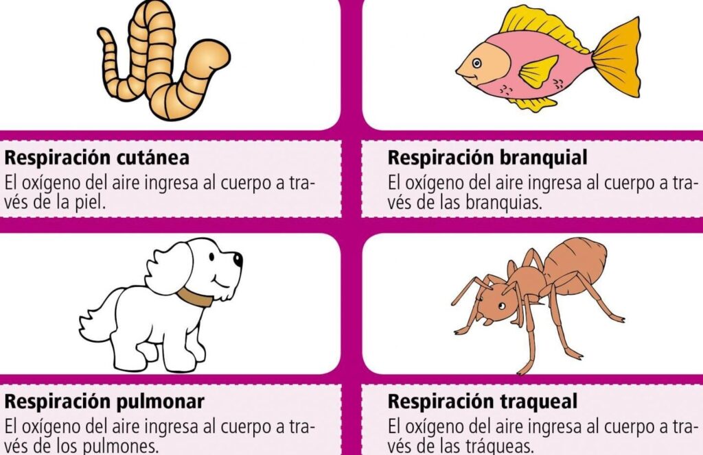 la respiracion traqueal ejemplos en animales y su funcionamiento