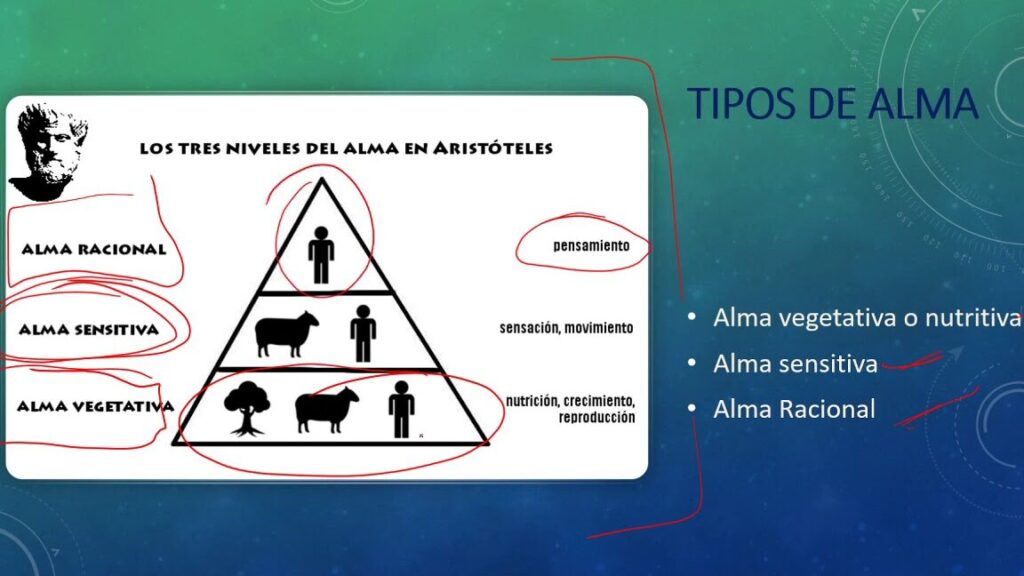 la teoria del alma segun aristoteles explicada