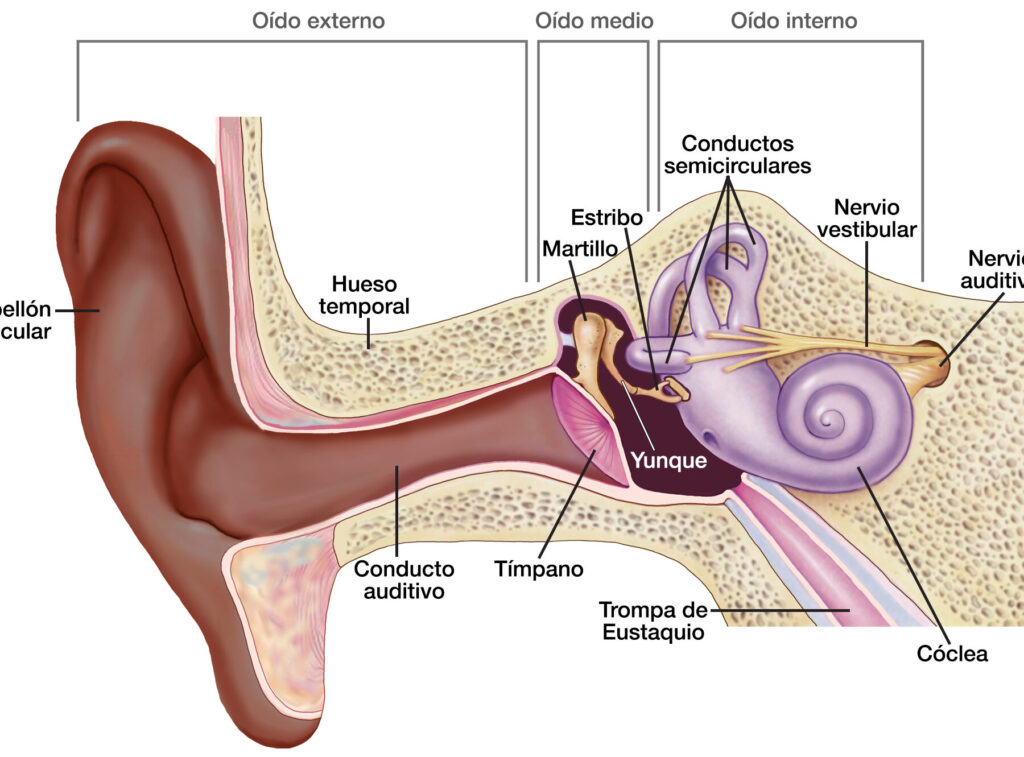 las complejidades del oido y la oreja explicadas en partes