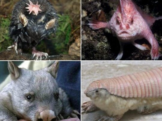 los animales mas raros del mundo que debes conocer