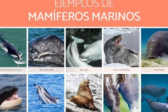 mamiferos marinos descubre sus nombres y maravillas