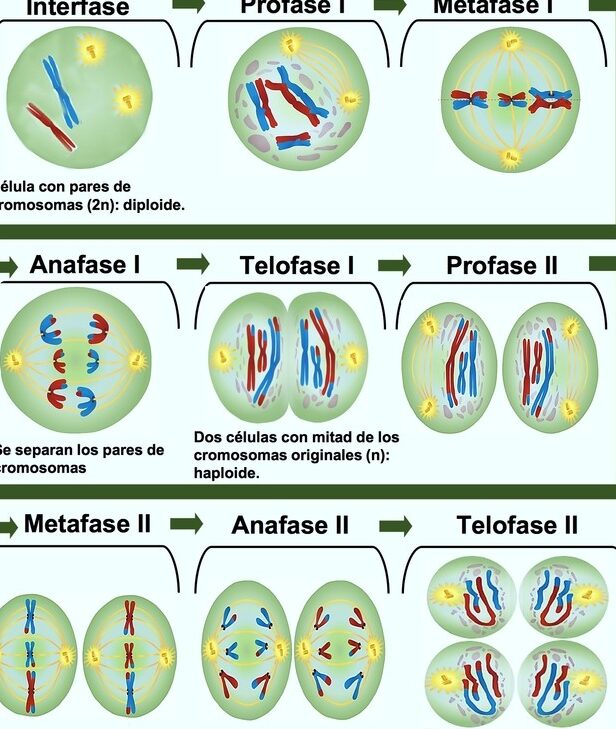 meiosis todo sobre sus fases y caracteristicas