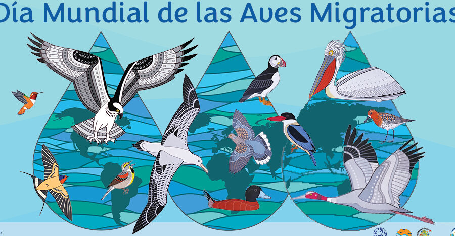 migracion de aves su importancia vital para el medio ambiente