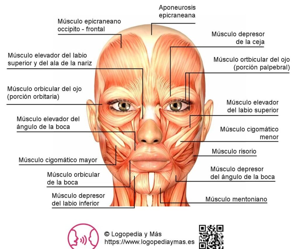 musculos de la cara y su fascinante funcion