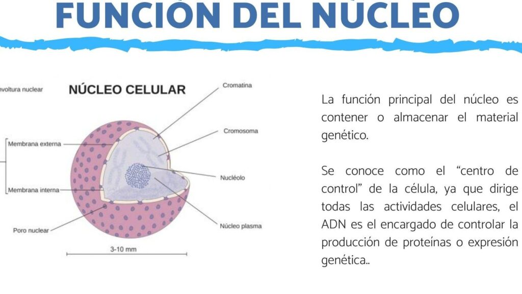 nucleo celular descubre su funcion en el corazon de la celula