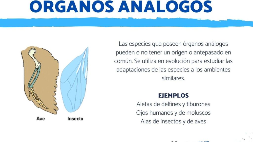 organos analogos caracteristicas y ejemplos que despejan dudas 1