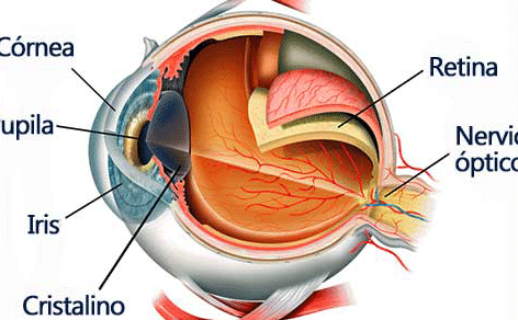 organos de los sentidos y sus partes una mirada anatomical