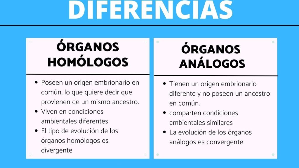 organos homologos vs analogos diferencias que clarifican