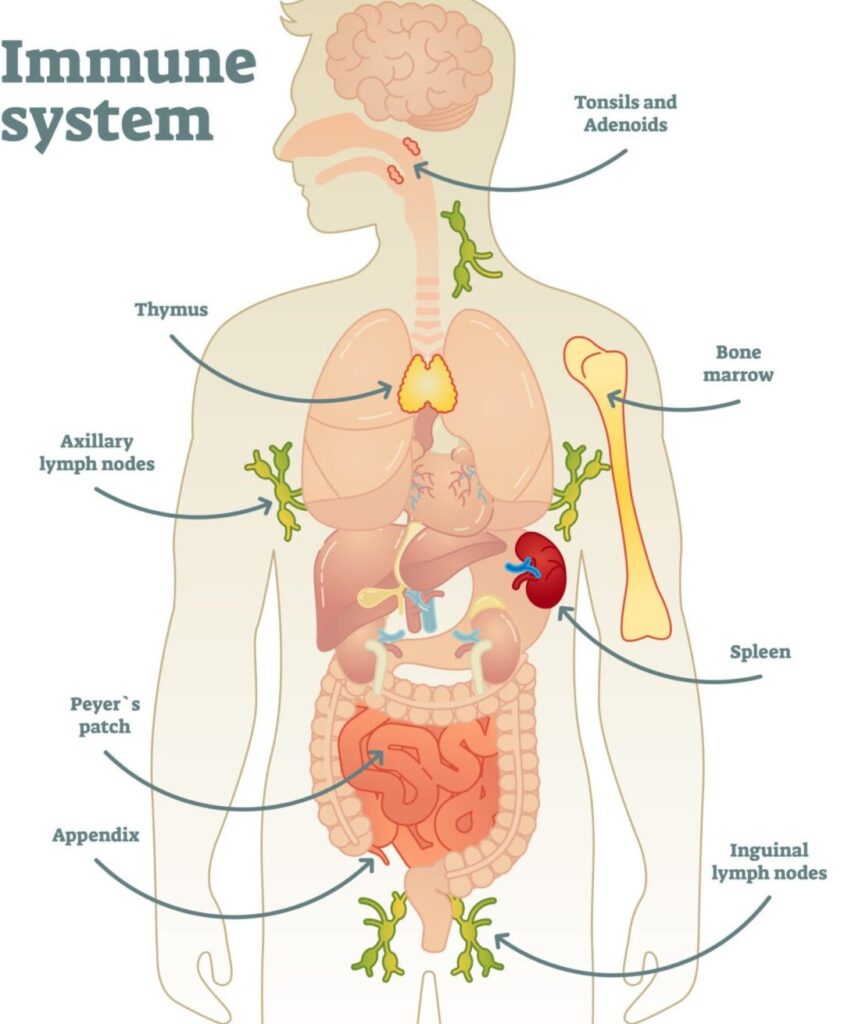 organos y celulas del sistema inmune que protegen nuestro cuerpo