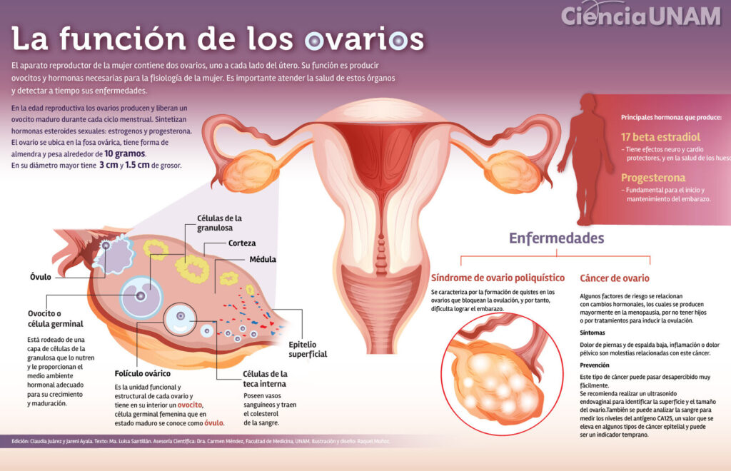 ovarios descubre su funcion y caracteristicas