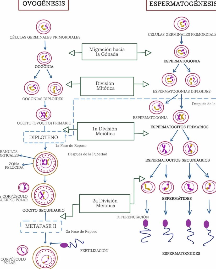 ovogenesis vs espermatogenesis diferencias que iluminan el proceso