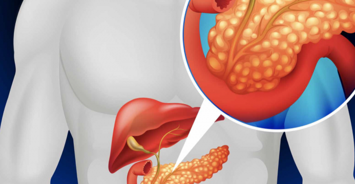 pancreas una mirada a sus partes y funciones vitales