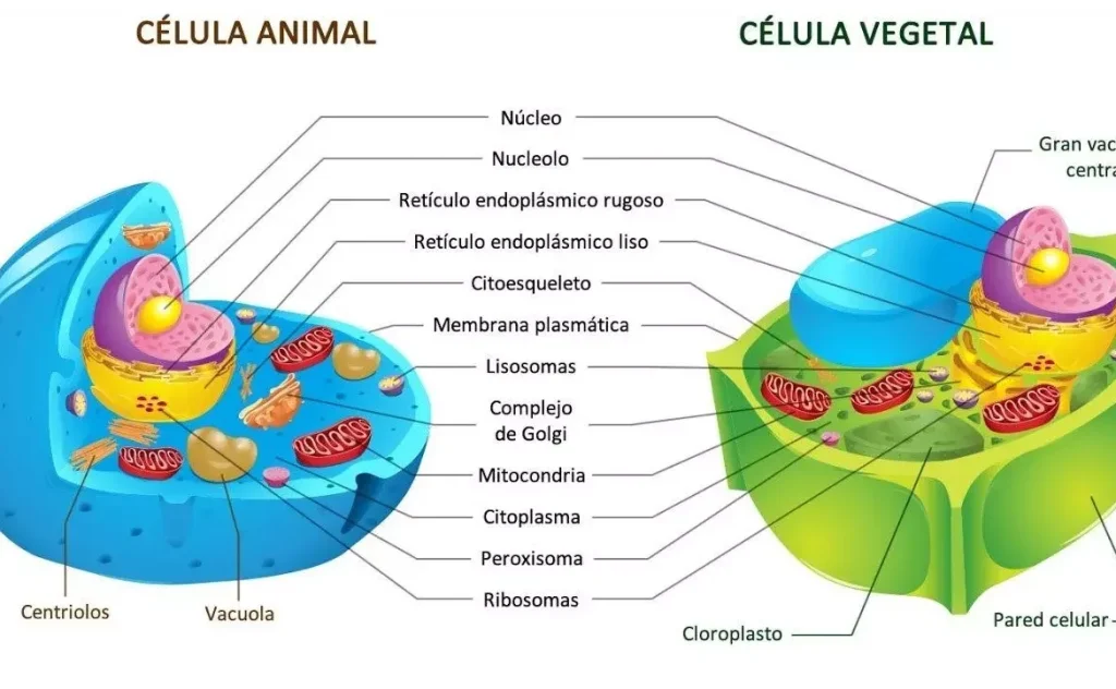 Partes de la Célula Humana: Una Guía Completa para Descubrir su Complejidad