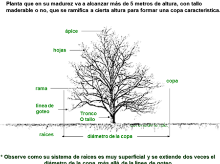 partes de los arboles mas alla de las hojas y ramas