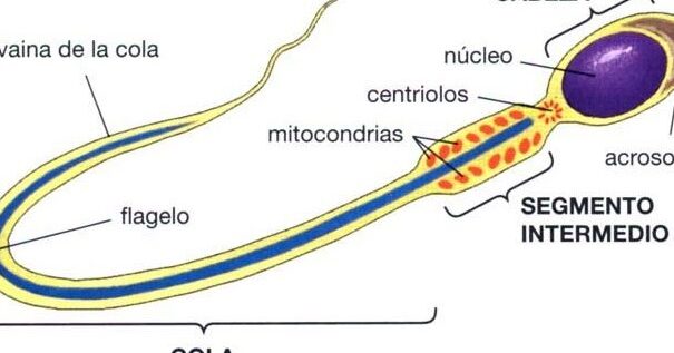 partes del espermatozoide la clave para entender la reproduccion 1