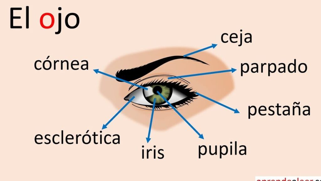 partes del ojo y sus funciones para ninos una mirada educativa