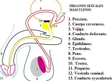 partes del pene aprende sobre su anatomia y funciones