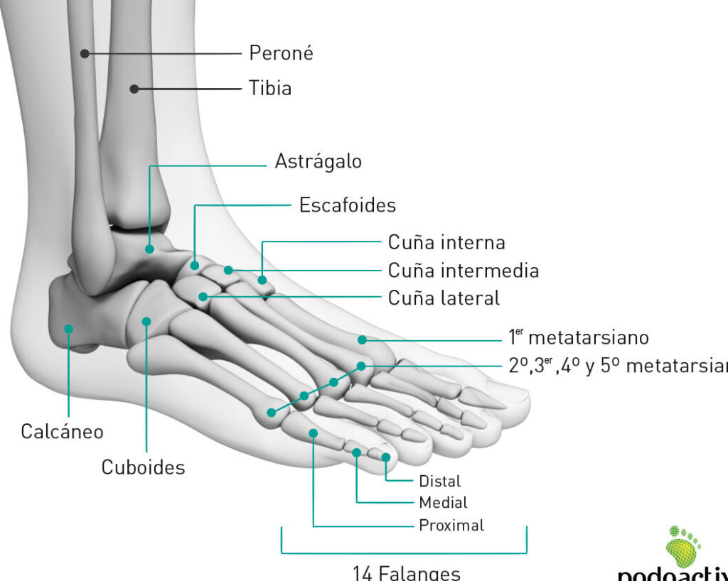 partes del pie y huesos un viaje anatomico que no te puedes perder 1