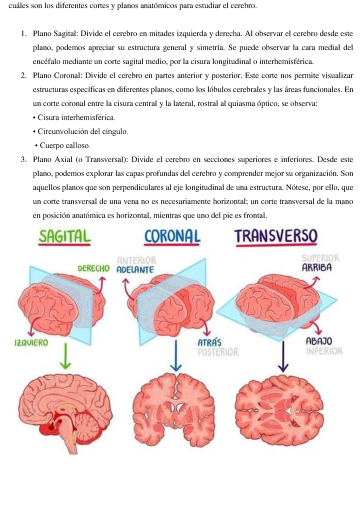 planos de corte del cerebro mirar mas alla de la superficie 1