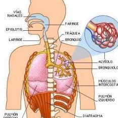 profundizando en el sistema respiratorio organos que respiran vida 1