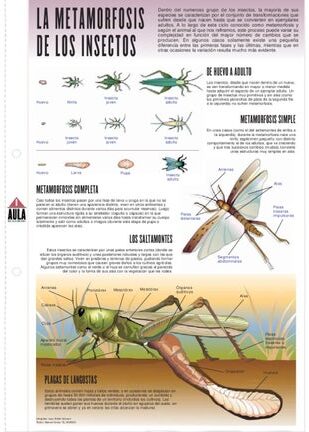 resumen de la metamorfosis de los insectos que enamora