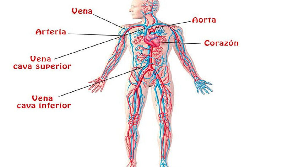 sistema circulatorio conoce los organos que mantienen la vida