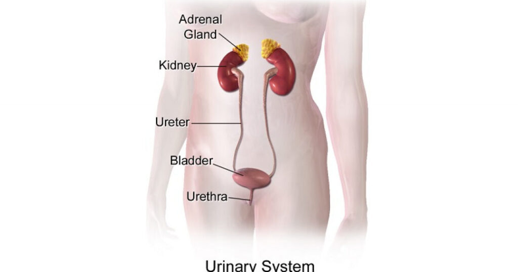 sistema excretor partes y su papel vital en el cuerpo humano