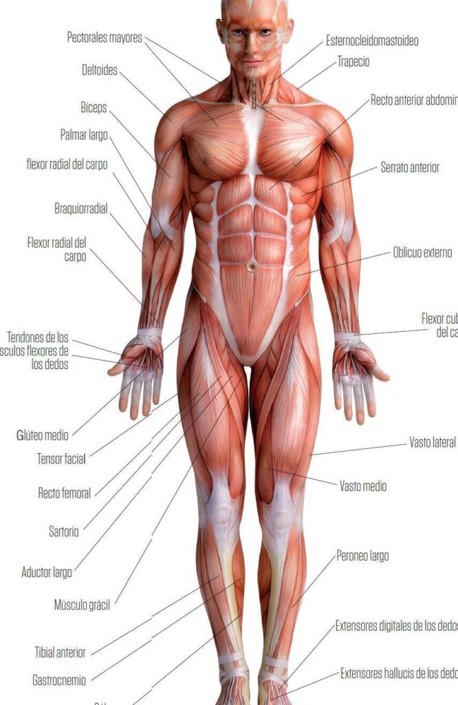 sistema muscular una guia completa por todas sus partes