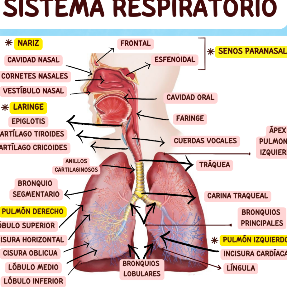 sistema respiratorio sus partes y funciones esenciales para la vida