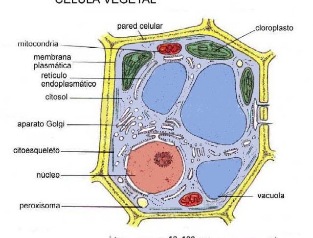 todo sobre las partes de la celula vegetal desde la pared celular hasta los cloroplastos