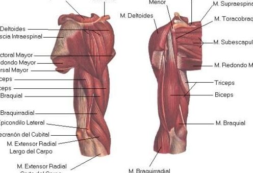 todo sobre los musculos del brazo anatomia nombres y fotos