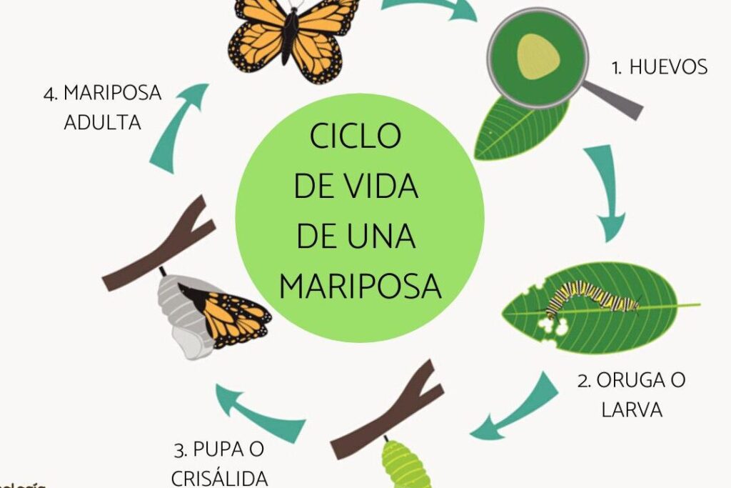 transformacion de la mariposa conoce sus etapas fascinantes 1