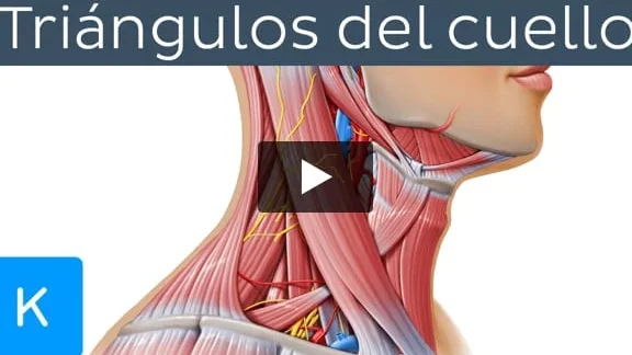 un vistazo a los musculos del cuello y su importancia