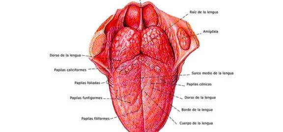 una mirada profunda a las partes de la lengua y sus funciones