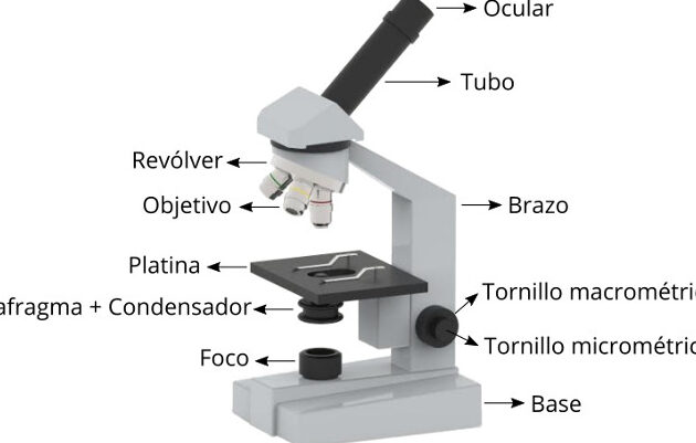 uso y componentes del microscopio guia esencial 1