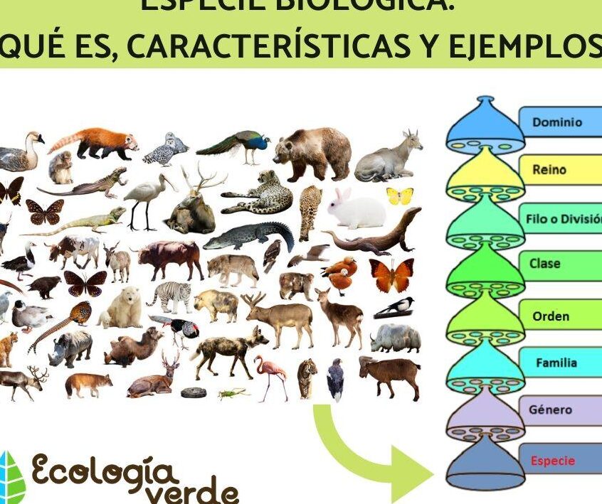 la clasificacion de las especies conceptos basicos y ejemplos