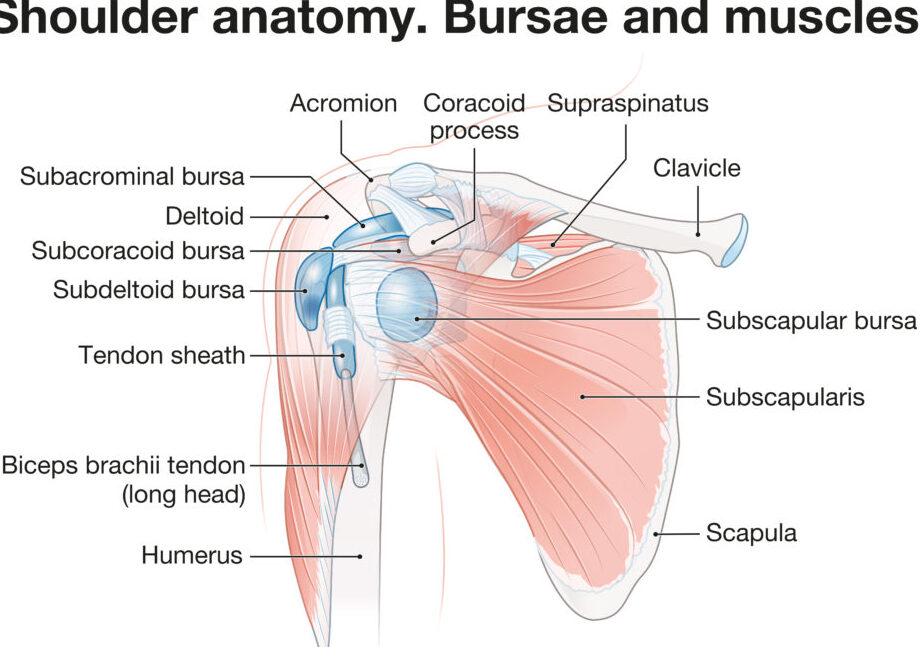 ligamentos del hombro funciones y anatomia