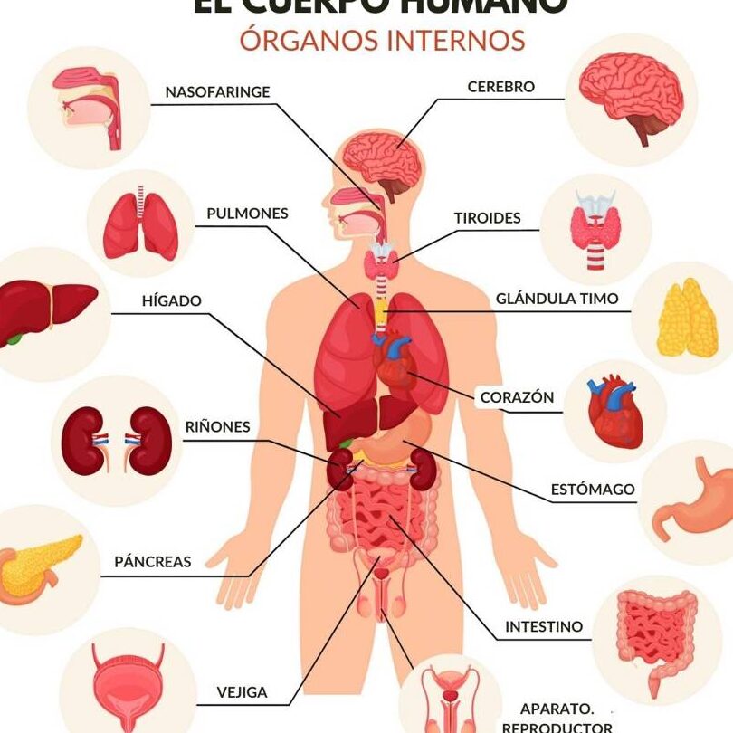 lista completa de los organos internos del cuerpo humano que maravillan